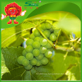 Fresh white / green globe grapes para la venta